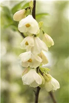 Halesia carolina - Schneeglöckchenbaum