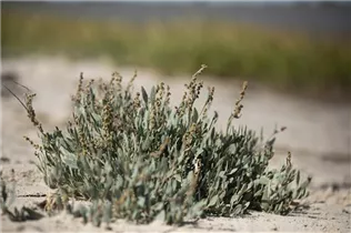 Halimione portulacoides - Strand-Salzmelde