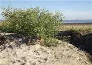 Halimione portulacoides - Strand-Salzmelde