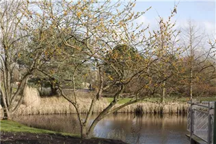 Hamamelis mollis 'Brevipetala' - Chinesische Zaubernuss 'Brevipetala'