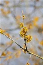 Hamamelis mollis 'Brevipetala' - Chinesische Zaubernuss 'Brevipetala'
