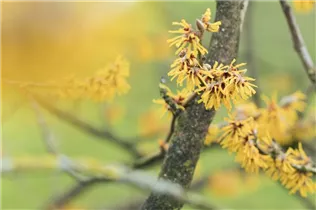 Hamamelis mollis 'Brevipetala' - Chinesische Zaubernuss 'Brevipetala'