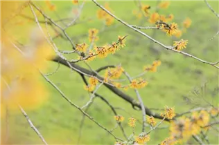 Hamamelis mollis 'Brevipetala' - Chinesische Zaubernuss 'Brevipetala'
