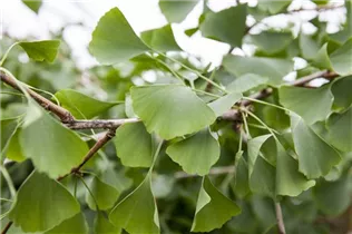 Ginkgo biloba 'Pendula' - Hängender Fächerblattbaum 'Pendula'