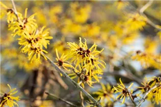 Hamamelis mollis 'Combe Wood' - Zaubernuss 'Combe Wood'