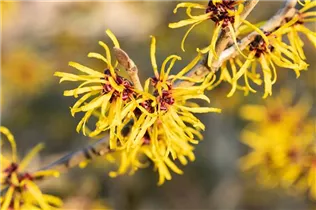 Hamamelis mollis 'Combe Wood' - Zaubernuss 'Combe Wood'