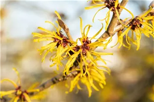 Hamamelis mollis 'Combe Wood' - Zaubernuss 'Combe Wood'
