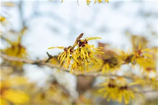 Hamamelis mollis 'Combe Wood' - Zaubernuss 'Combe Wood'