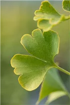 Ginkgo biloba 'Simon' - Fächerblattbaum 'Simon'