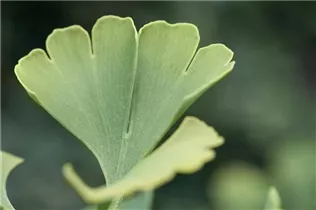 Ginkgo biloba 'Simon' - Fächerblattbaum 'Simon'