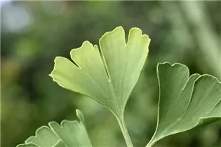 Ginkgo biloba 'Simon' - Fächerblattbaum 'Simon'