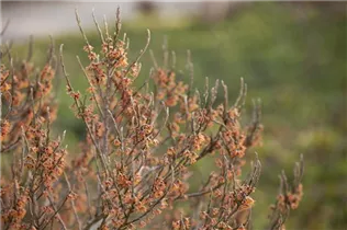 Hamamelis vernalis - Frühlingszaubernuss 