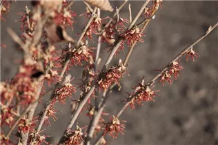 Hamamelis vernalis - Frühlingszaubernuss 