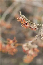 Hamamelis vernalis - Frühlingszaubernuss 