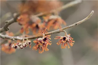Hamamelis vernalis - Frühlingszaubernuss 