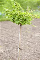Ginkgo biloba 'Troll' - Fächerblattbaum 'Troll'