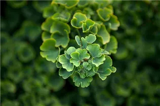 Ginkgo biloba 'Troll' - Fächerblattbaum 'Troll'