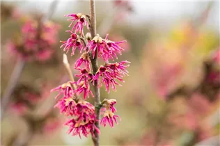 Hamamelis vernalis 'Amethyst' - Zaubernuss 'Amethyst'