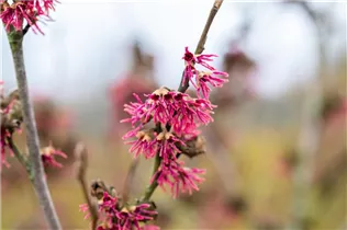 Hamamelis vernalis 'Amethyst' - Zaubernuss 'Amethyst'
