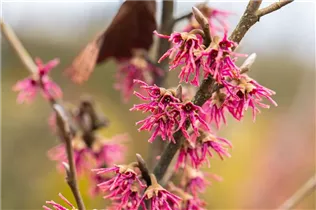 Hamamelis vernalis 'Amethyst' - Zaubernuss 'Amethyst'
