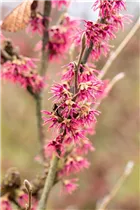 Hamamelis vernalis 'Amethyst' - Zaubernuss 'Amethyst'