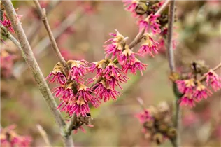 Hamamelis vernalis 'Amethyst' - Zaubernuss 'Amethyst'