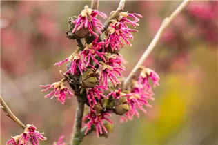 Hamamelis vernalis 'Amethyst' - Zaubernuss 'Amethyst'