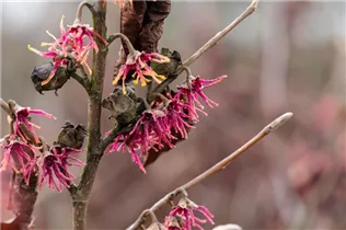 Hamamelis vernalis 'Washington Park' - Frühlings-Zaubernuss 'Washington Park'