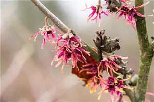 Hamamelis vernalis 'Washington Park' - Frühlings-Zaubernuss 'Washington Park'