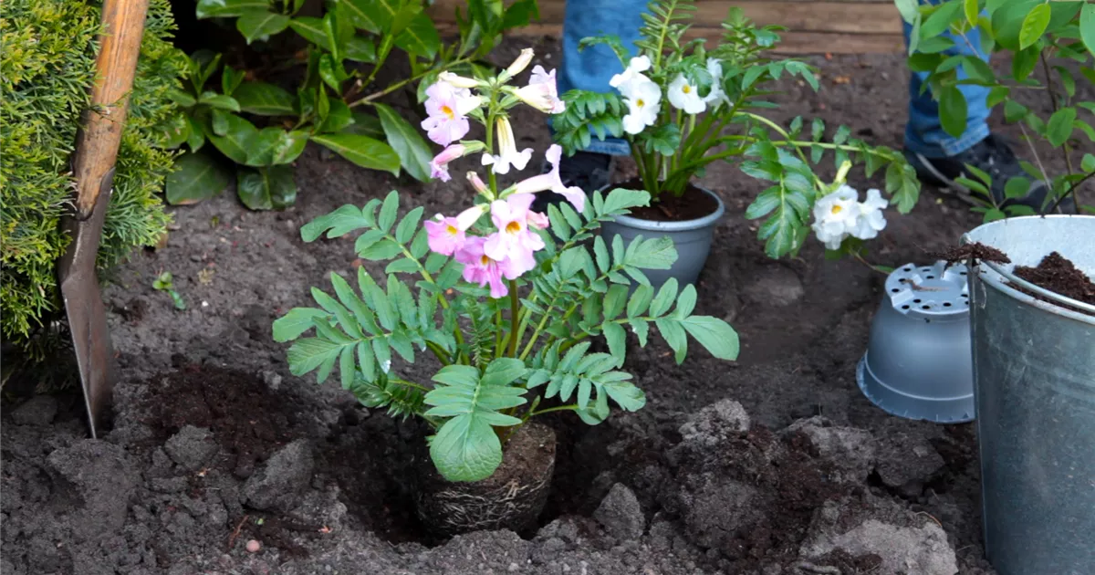  - Freilandgloxinie - Einpflanzen im Garten
