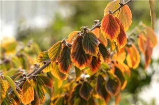 Hamamelis x intermedia - Hybrid-Zaubernuss