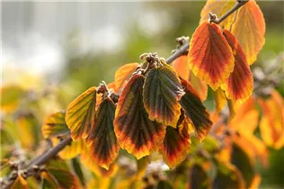 Hamamelis x intermedia - Hybrid-Zaubernuss