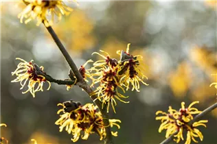 Hamamelis x intermedia 'Allgold' - Hybrid-Zaubernuss 'Allgold'