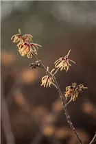 Hamamelis x intermedia 'Aurora' - Zaubernuss 'Aurora'
