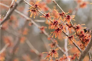 Hamamelis x intermedia 'Aurora' - Zaubernuss 'Aurora'