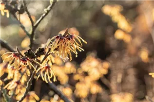 Hamamelis x intermedia 'Aurora' - Zaubernuss 'Aurora'