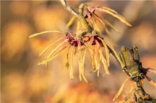 Hamamelis x intermedia 'Aurora' - Zaubernuss 'Aurora'