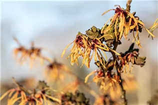 Hamamelis x intermedia 'Aurora' - Zaubernuss 'Aurora'