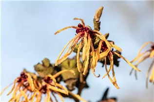 Hamamelis x intermedia 'Aurora' - Zaubernuss 'Aurora'