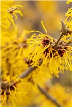 Hamamelis x intermedia 'Barmstedt´s Gold' - Zaubernuss 'Barmstedt´s Gold'