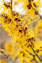 Hamamelis x intermedia 'Barmstedt´s Gold' - Zaubernuss 'Barmstedt´s Gold'