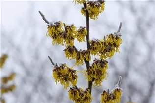 Hamamelis x intermedia 'Barmstedt´s Gold' - Zaubernuss 'Barmstedt´s Gold'