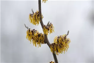 Hamamelis x intermedia 'Barmstedt´s Gold' - Zaubernuss 'Barmstedt´s Gold'
