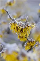 Hamamelis x intermedia 'Barmstedt´s Gold' - Zaubernuss 'Barmstedt´s Gold'