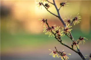 Hamamelis x intermedia 'Cyrille' - Zaubernuss 'Cyrille'