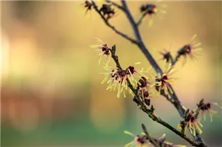 Hamamelis x intermedia 'Cyrille' - Zaubernuss 'Cyrille'