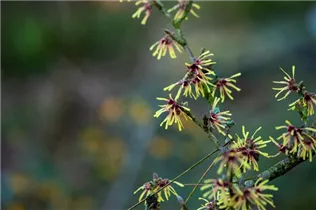 Hamamelis x intermedia 'Cyrille' - Zaubernuss 'Cyrille'