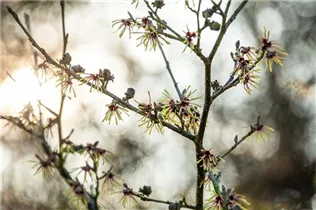 Hamamelis x intermedia 'Cyrille' - Zaubernuss 'Cyrille'