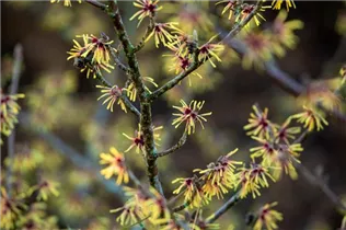 Hamamelis x intermedia 'Cyrille' - Zaubernuss 'Cyrille'