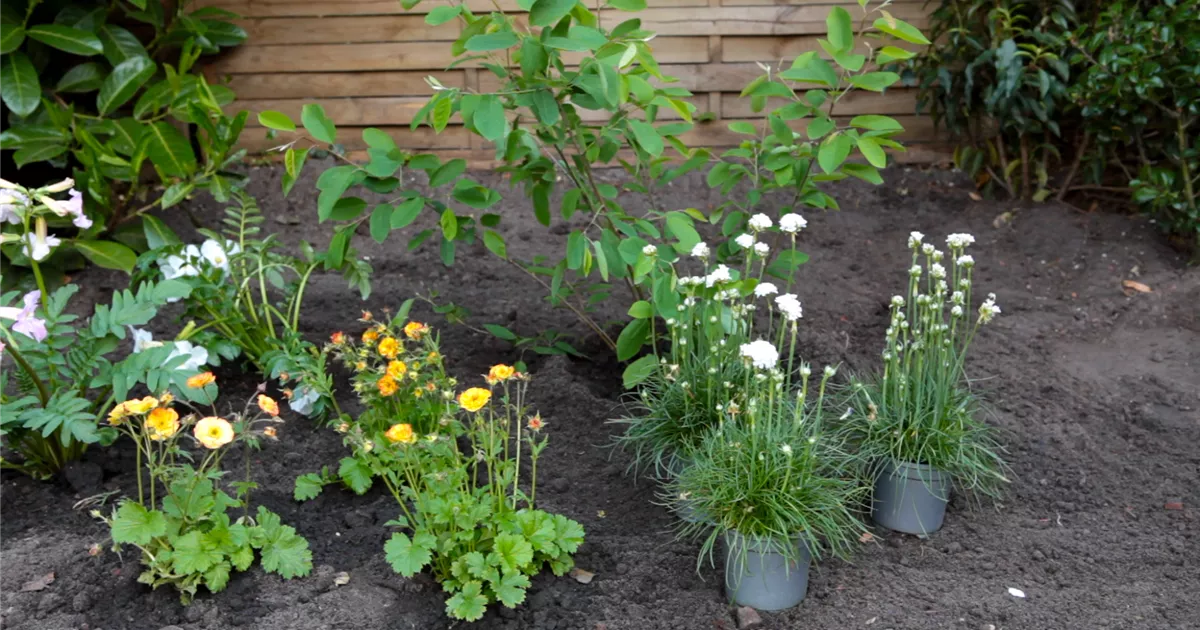  - Grasnelke - Einpflanzen im Garten